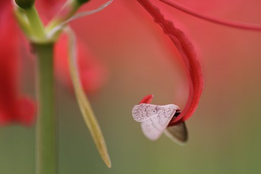 Tamron 90mm f2.8 macro 172E