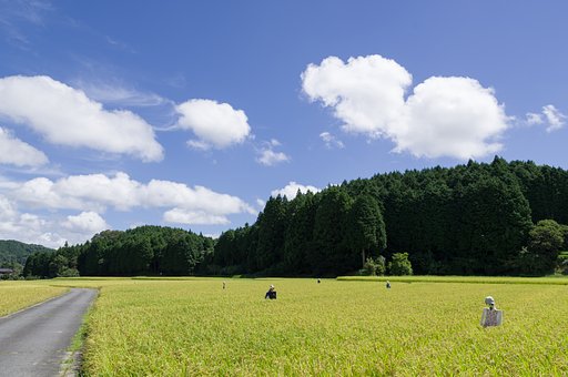 SIGMA 17-50mm F2.8 EX DC HSM 