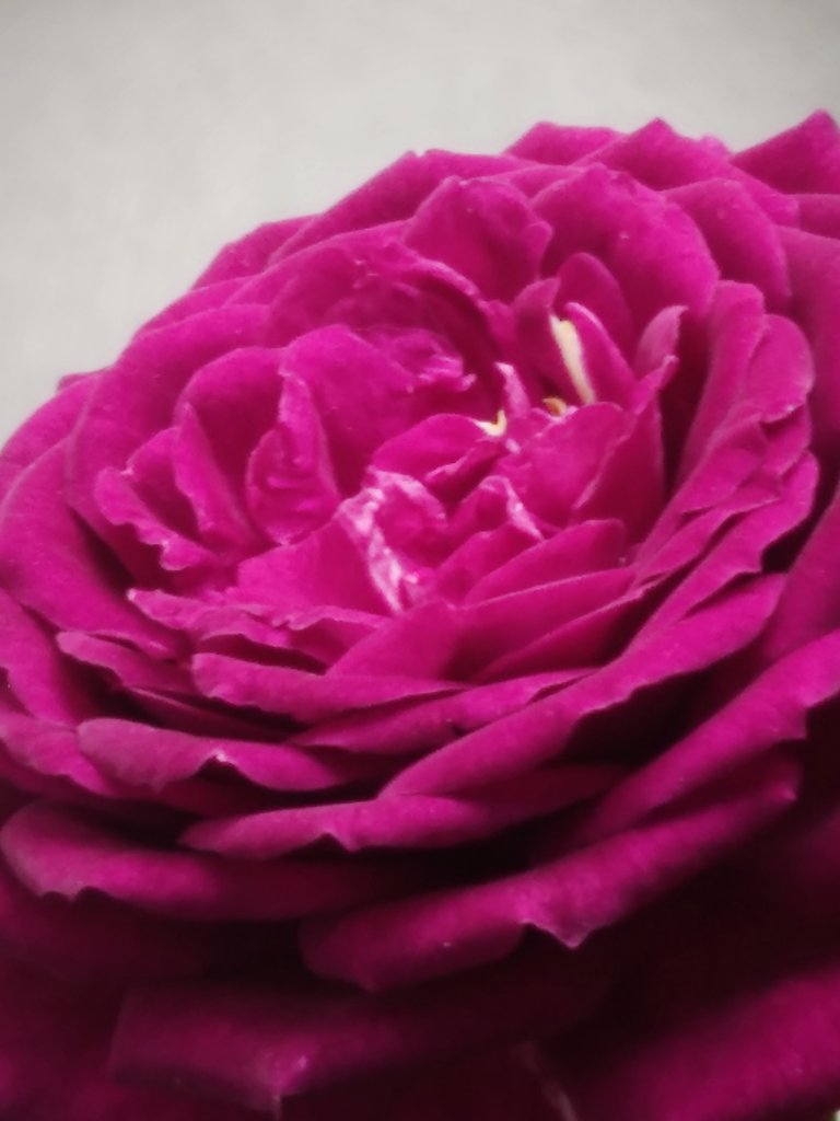 春の夕薔薇