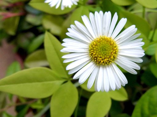 【散歩】途中の野草　１