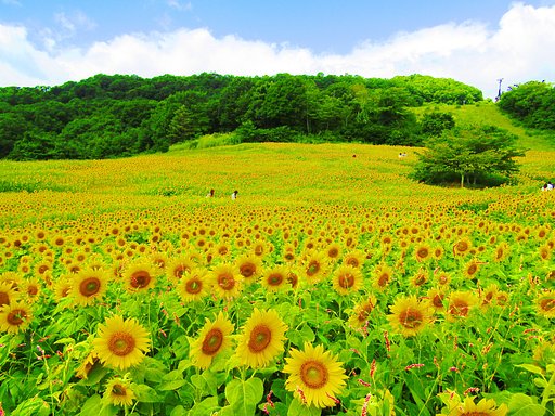 高原のひまわり畑