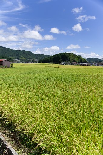 みのり