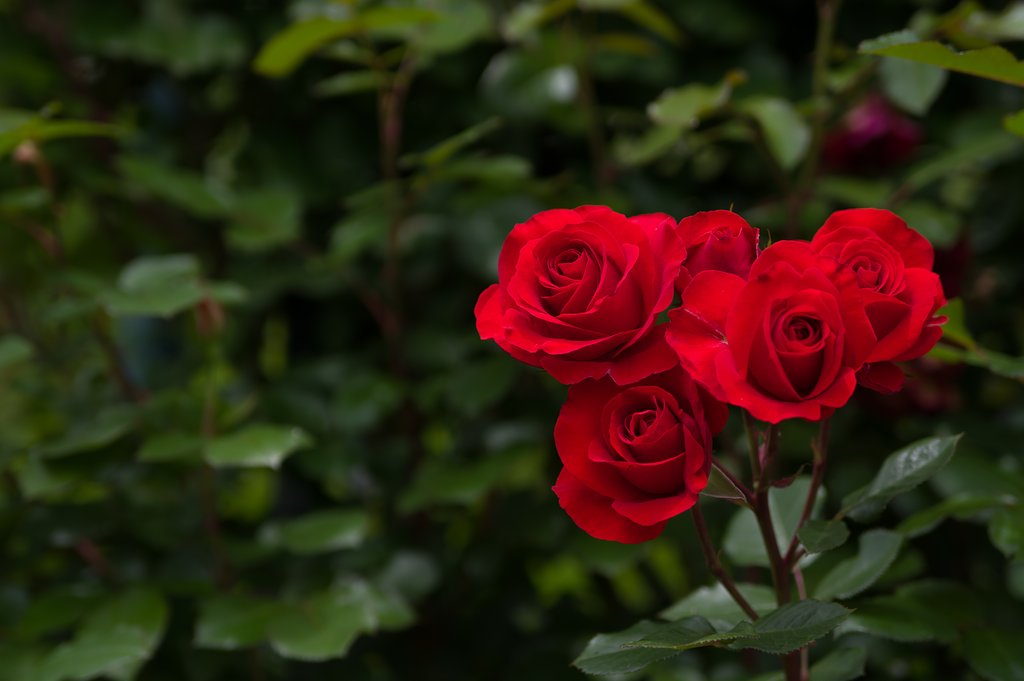 【初夏】薔薇