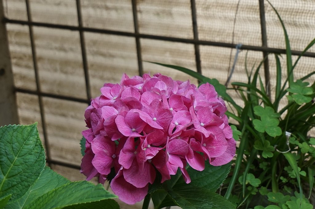 紫陽花