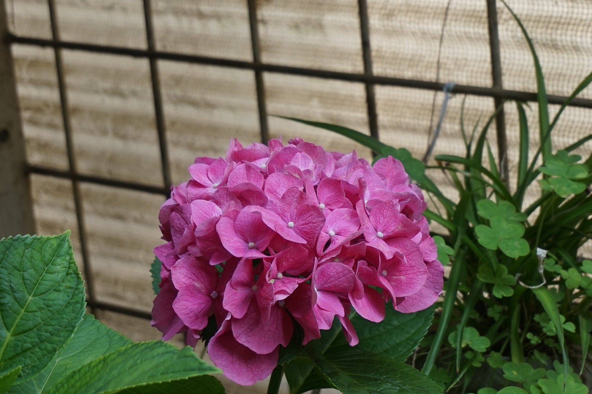 紫陽花