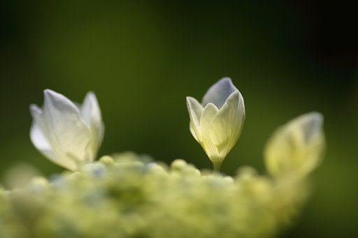 Tamron 90㎜ f2.8  macro172E