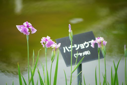 花ショウブ