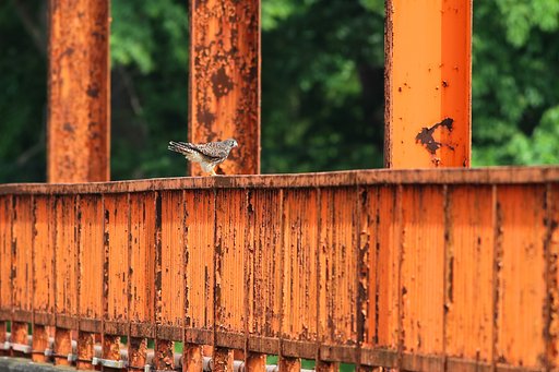 チョウゲンボウ巣立ち