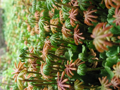 苔の森