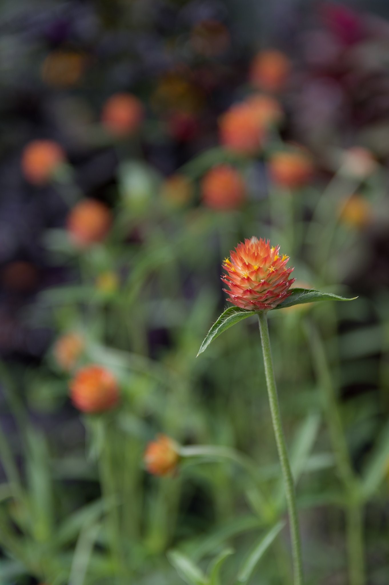 SIGMA 17-50mm F2.8 EX DC HSM 