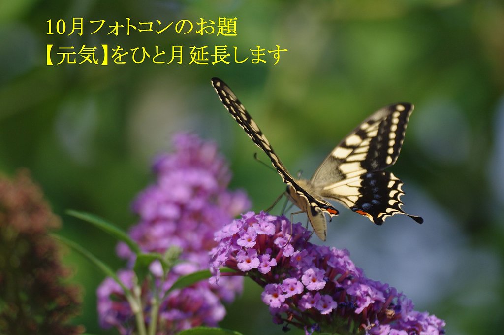 10月のお題　【元気】をひと月延長します