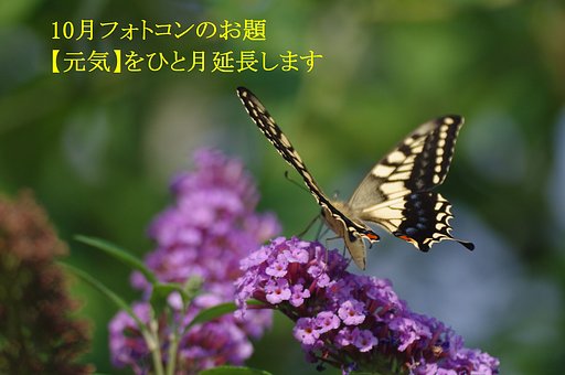 10月のお題　【元気】をひと月延長します