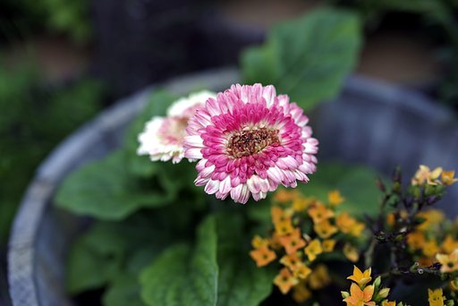PENTAX D FA★50mm F1.4