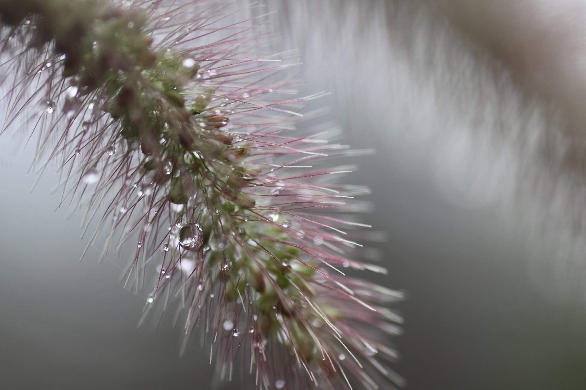 Tamron 90mm f2.8 macro 172E