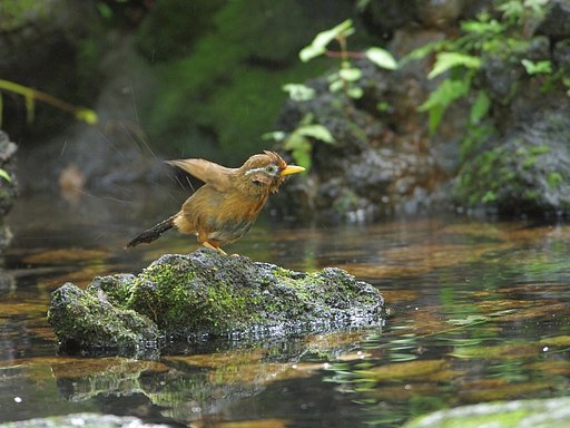 水辺の元気