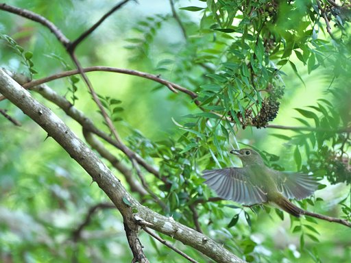 キビタキ♀