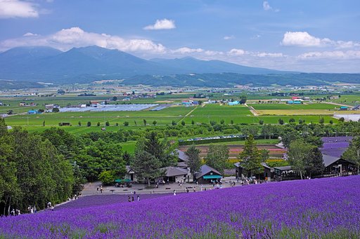 中富良野