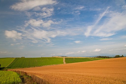 北海道美瑛の旅