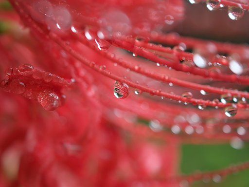 雫