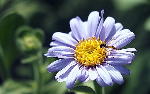 Olympus ZD50-200mmF2.8-3.5+MFF1