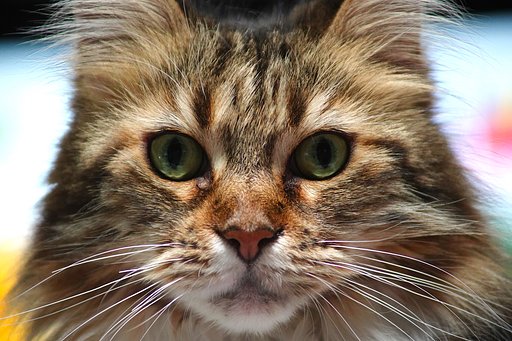 ねこさま