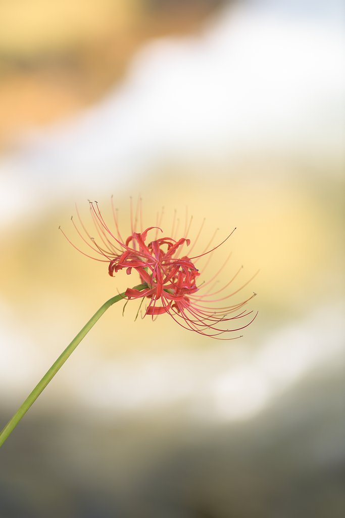 AF　NIKKOR　180㎜F2.8D
