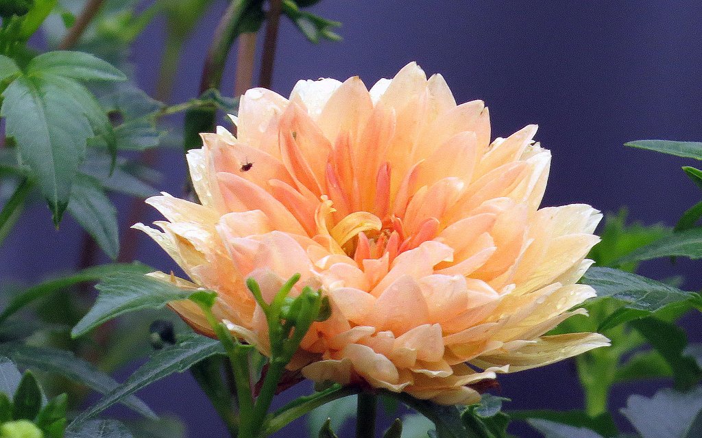 雨の中の菊科の花