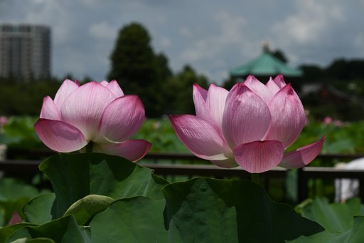 蓮