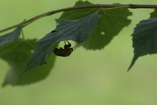 【淡】くはかない命。。。
