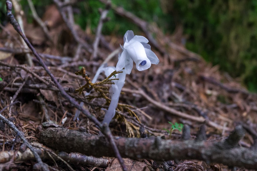 幽霊茸