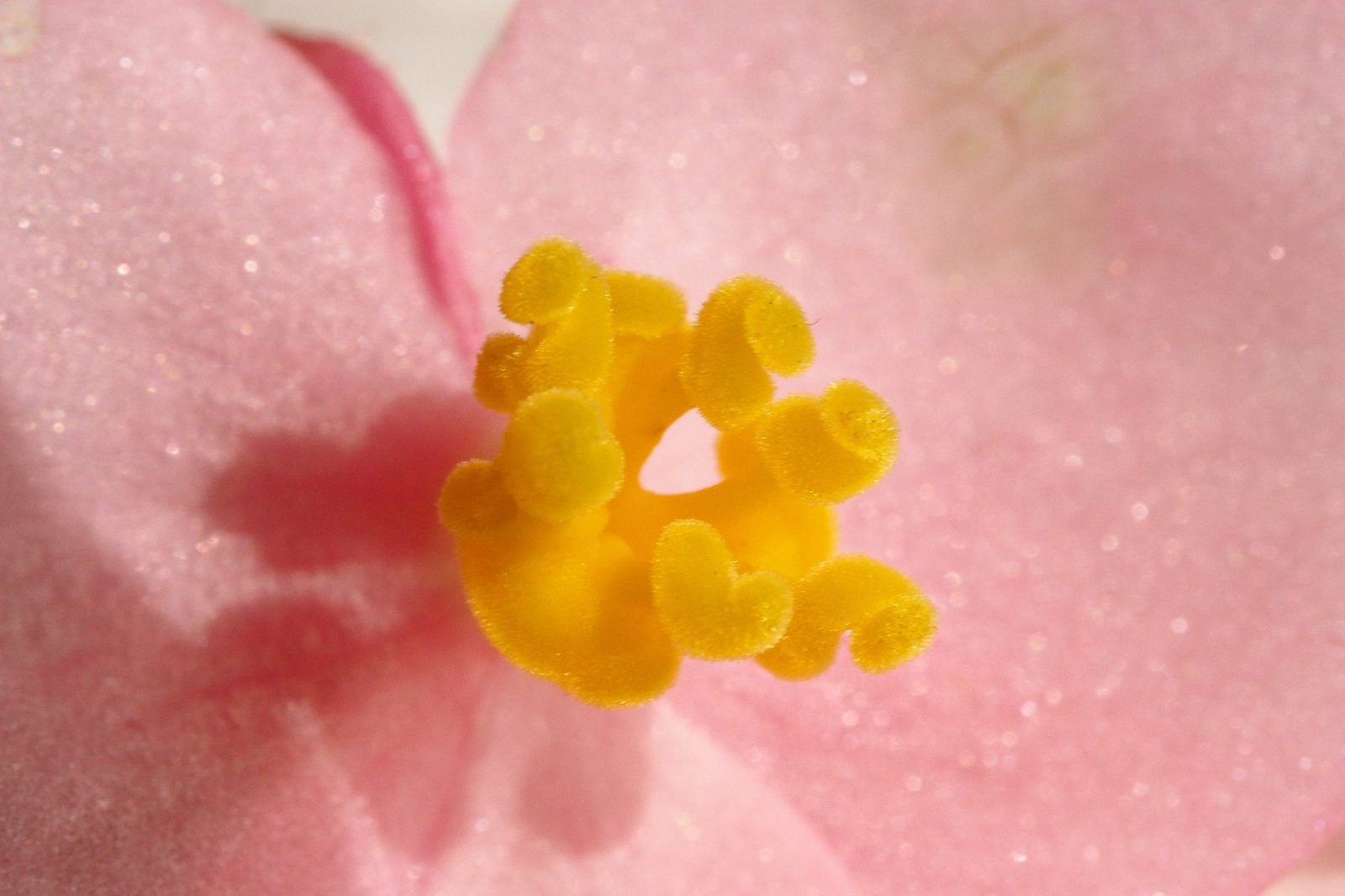 シュウカイドウ　雌花