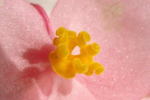 シュウカイドウ　雌花