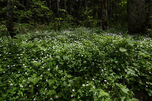 深山へと続くお花畑