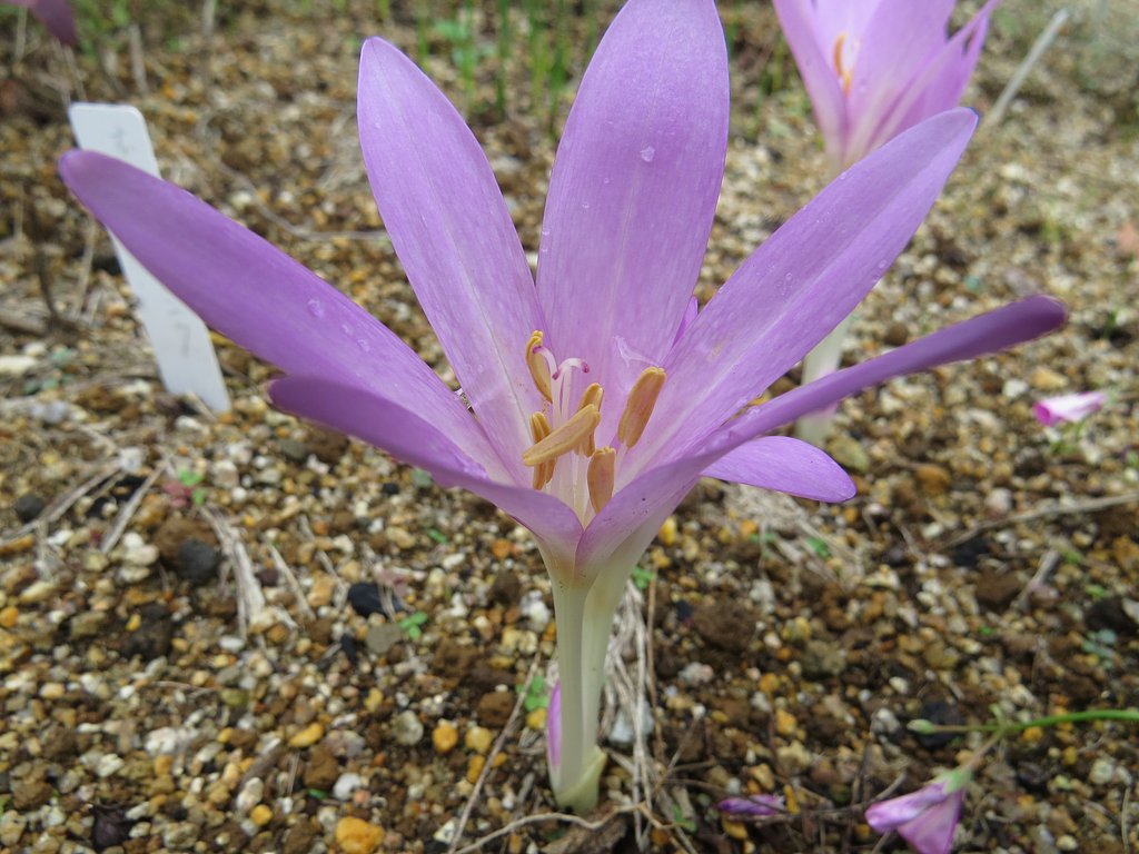 コルチカム