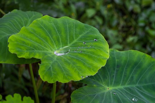「惑星のかけら」もしくは「緑の街」