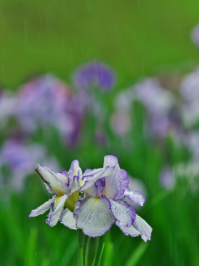 紫陽花8