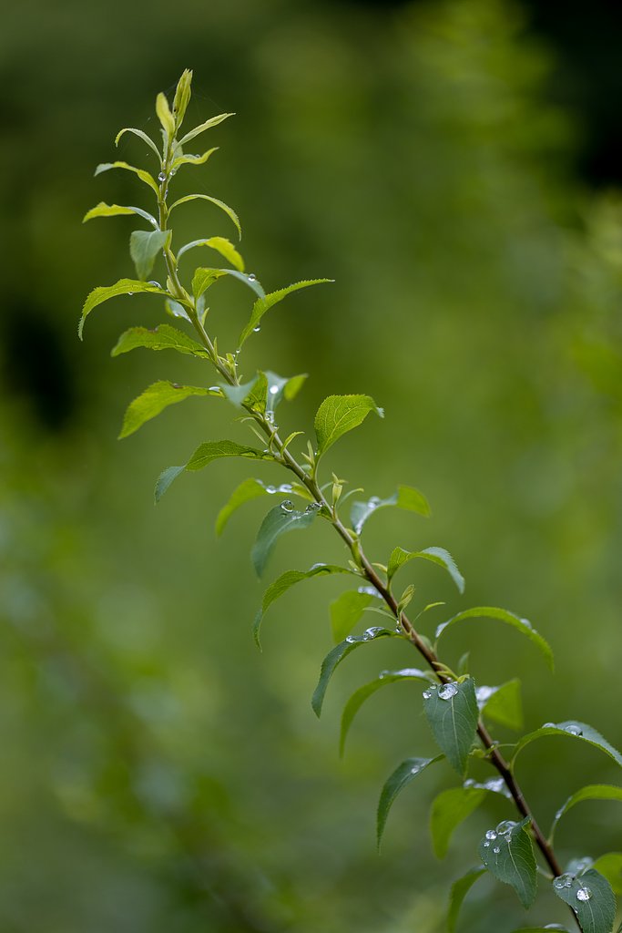 EF100mm f/2.8L Macro IS USM