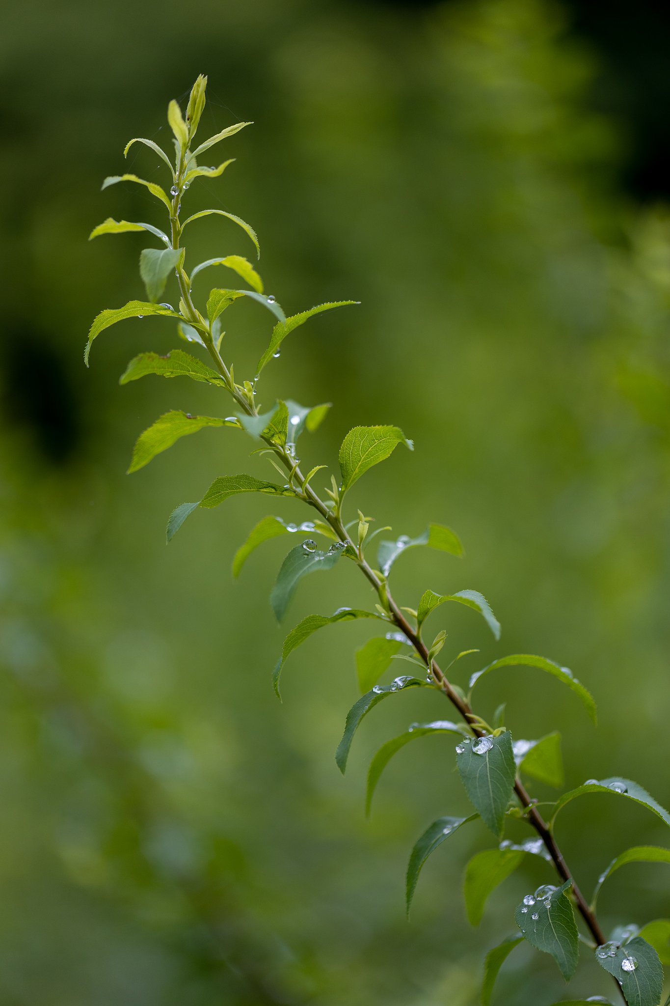 EF100mm f/2.8L Macro IS USM