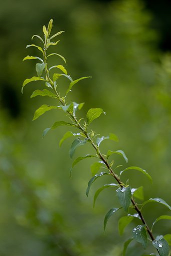 EF100mm f/2.8L Macro IS USM