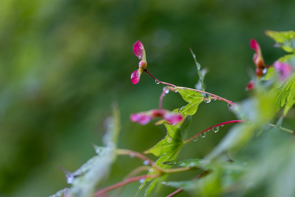 EF100mm f/2.8L Macro IS USM