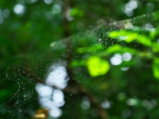 蜘蛛の巣城