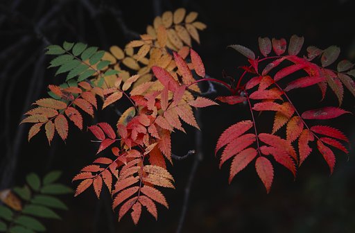ななかまど