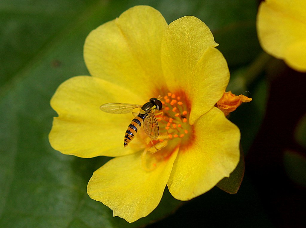cano EF100㎜F2.8 macro