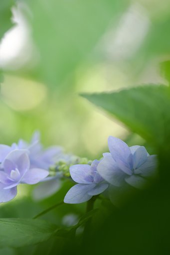 紫陽花