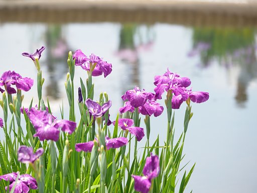菖蒲まつり