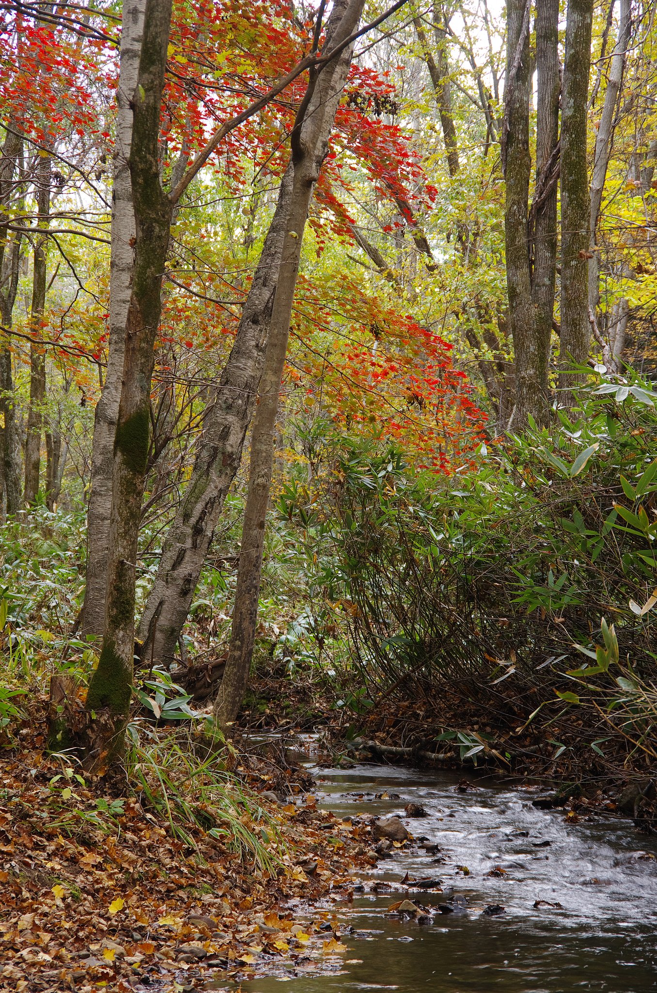 沢の中の紅葉