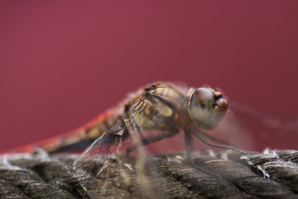 Tamron 90mm f2.8 macro 172E
