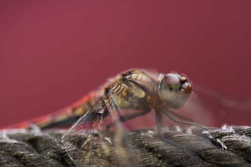 Tamron 90mm f2.8 macro 172E