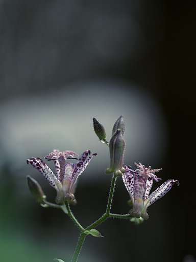 EF300mm F2.8L IS