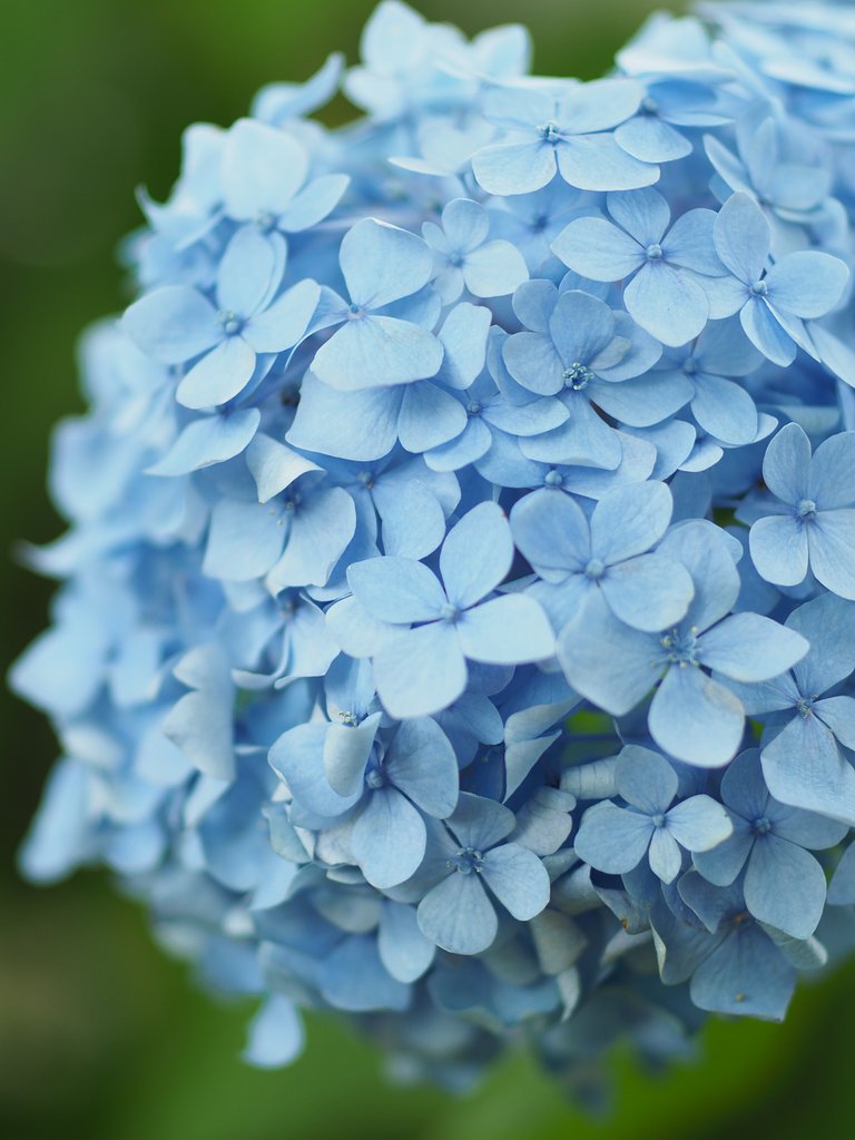 ◎コシナツァイス Makro Planar 50mm/F2
